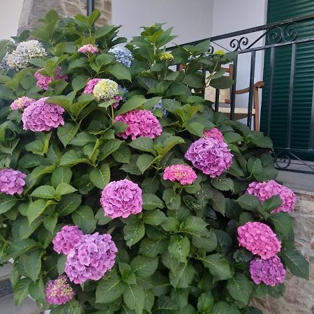 לינה וארוחת בוקר פסו דה רגואה Mito'S House & Douro View מראה חיצוני תמונה