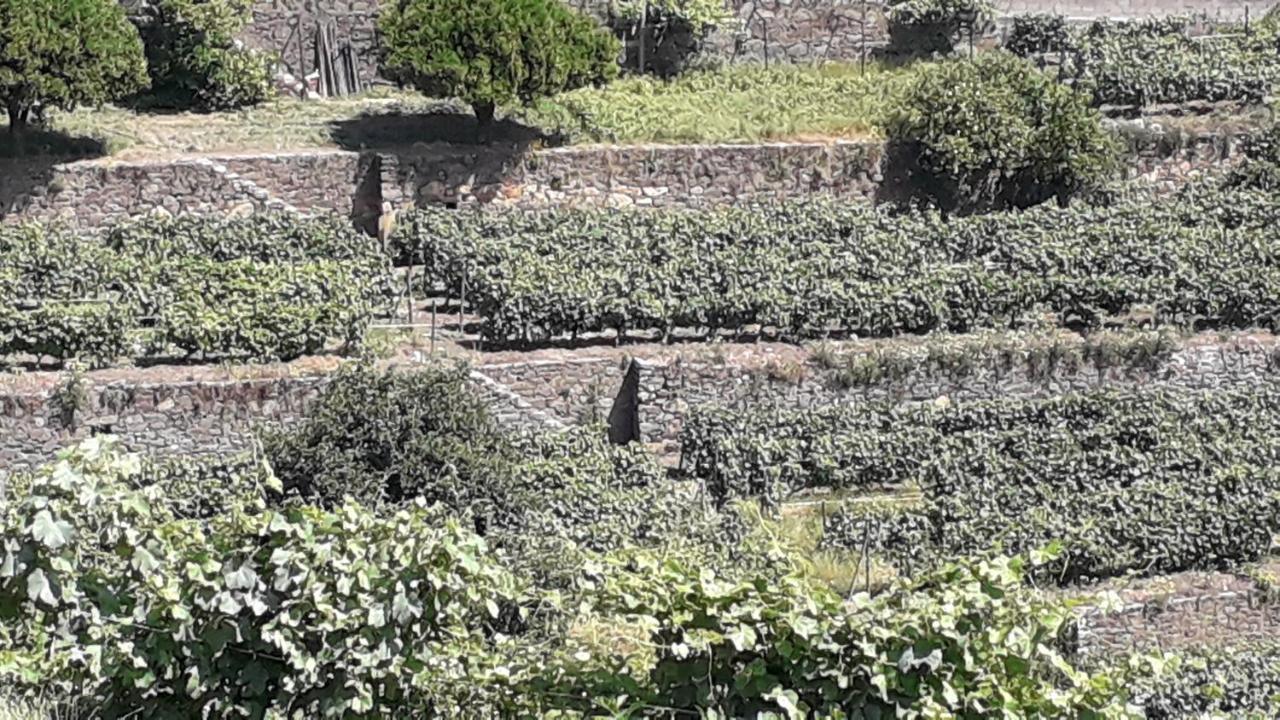 לינה וארוחת בוקר פסו דה רגואה Mito'S House & Douro View מראה חיצוני תמונה